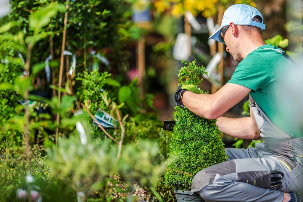 Tree Health Assessment