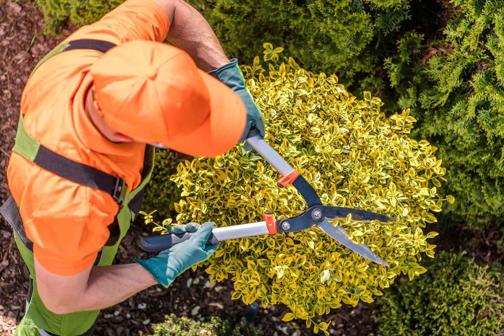 Tree Removal